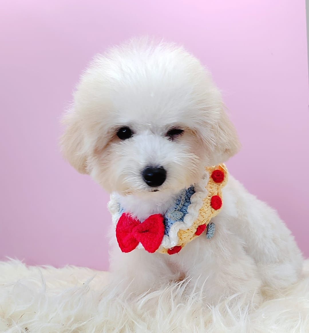 Poodle 娉拌开璐靛