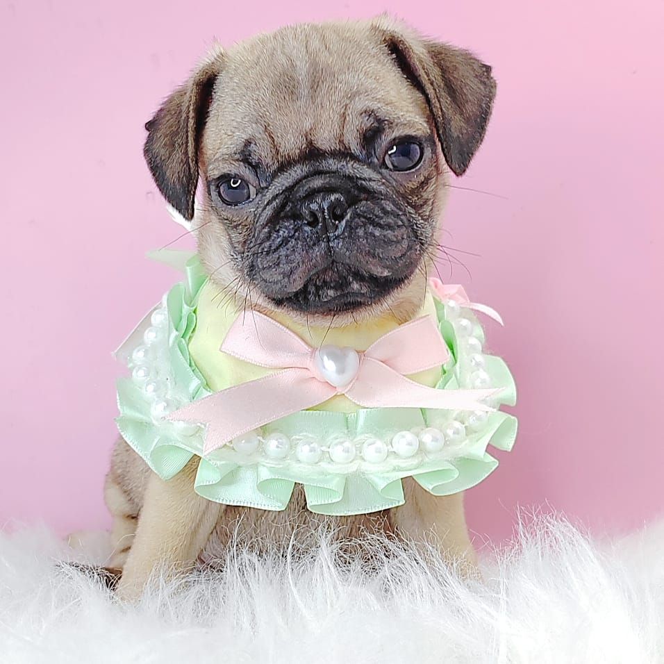 Pug 巴哥