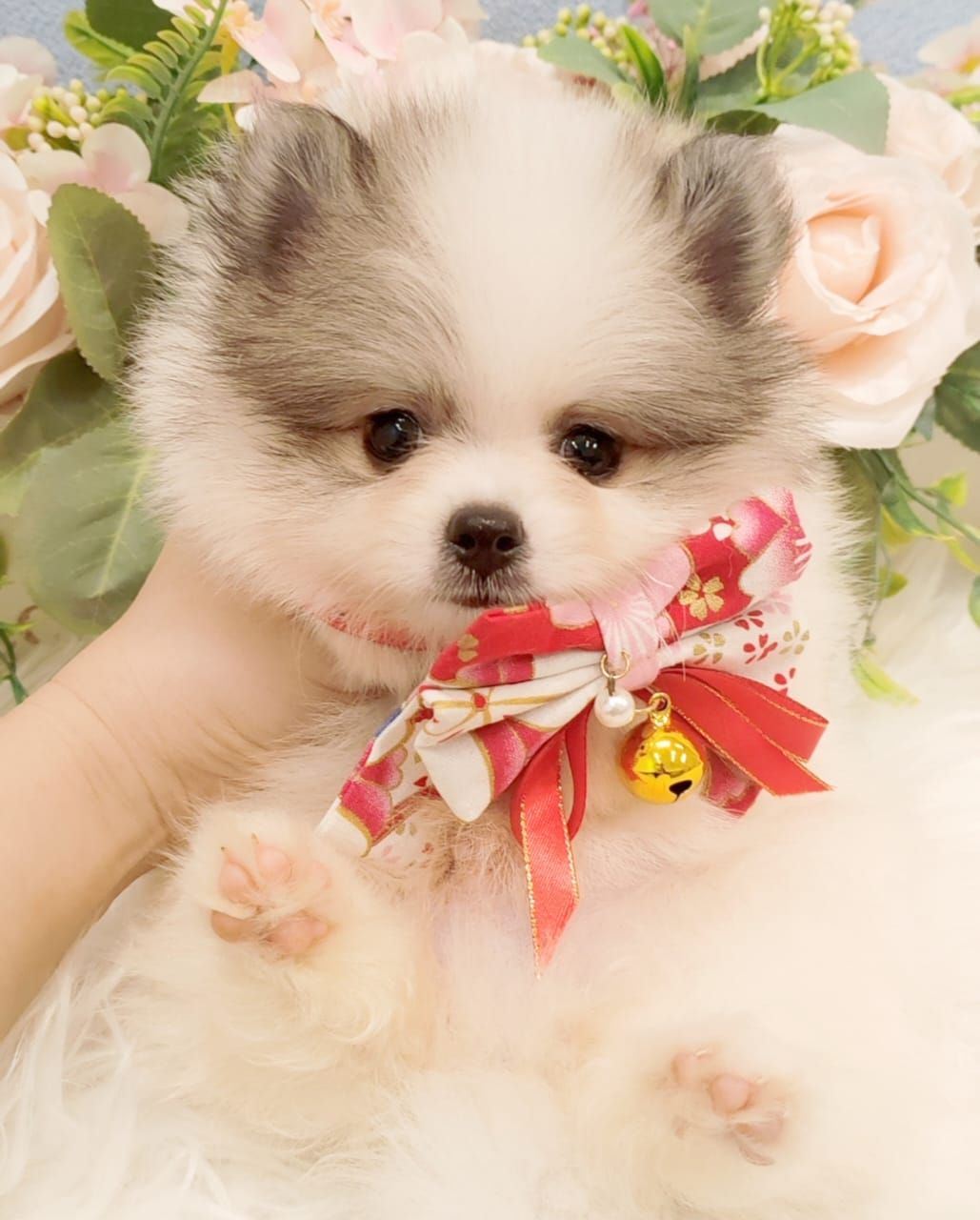  Pomeranian 博美