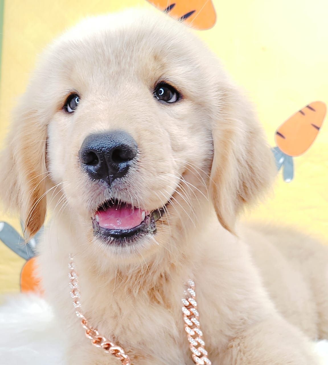 Golden Retriever 黄金猎犬