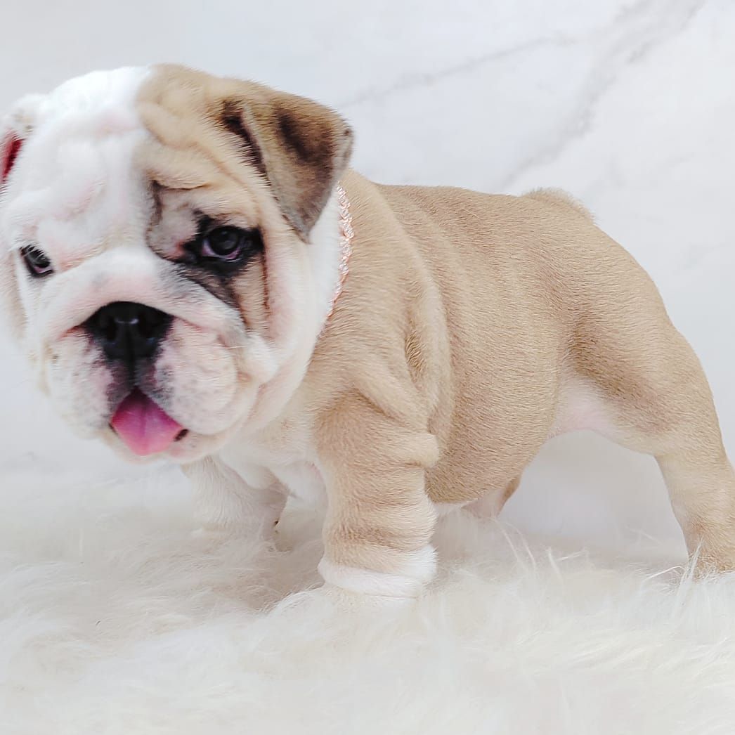 English Bulldog 英国斗牛犬