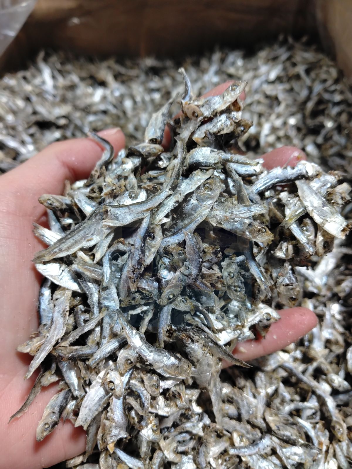 Ikan Bilis Tamban