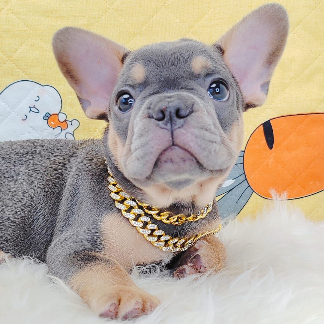 French Bulldog 法斗