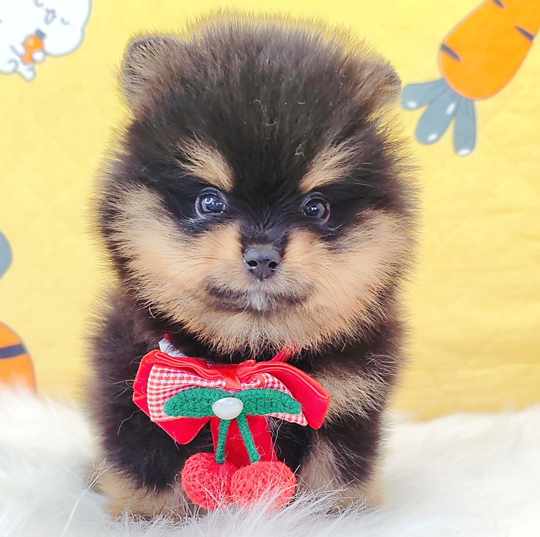 Pomeranian 博美