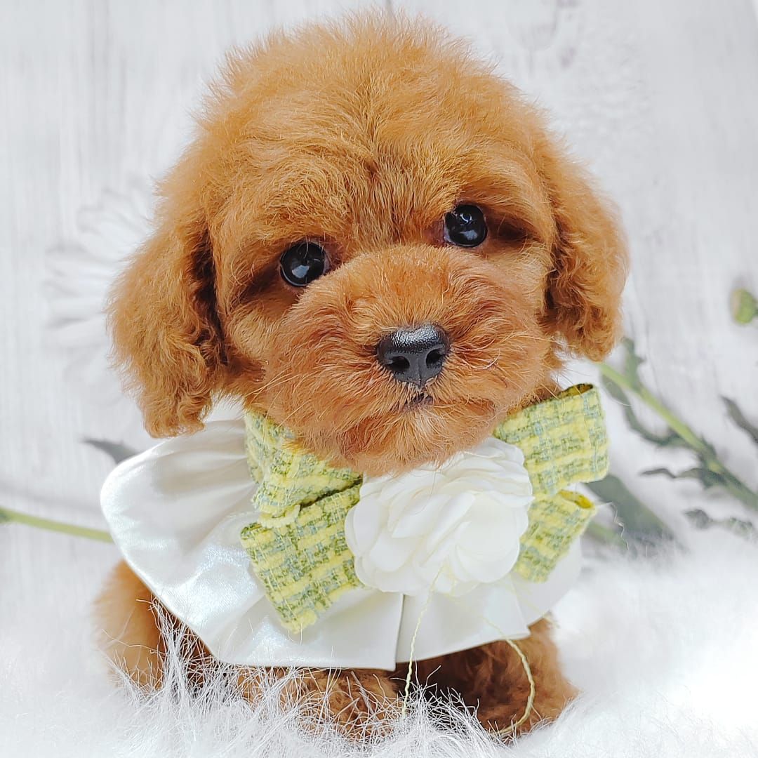 Poodle 娉拌开璐靛
