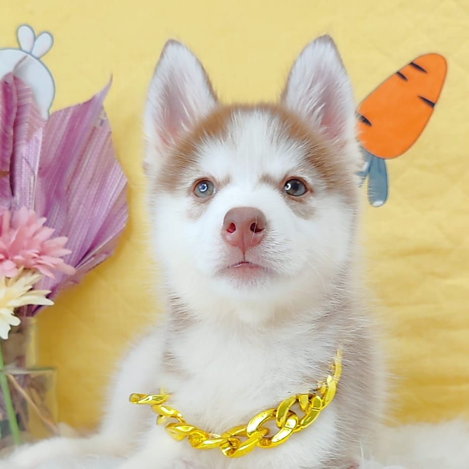 Alaskan Husky 阿拉斯加哈士奇
