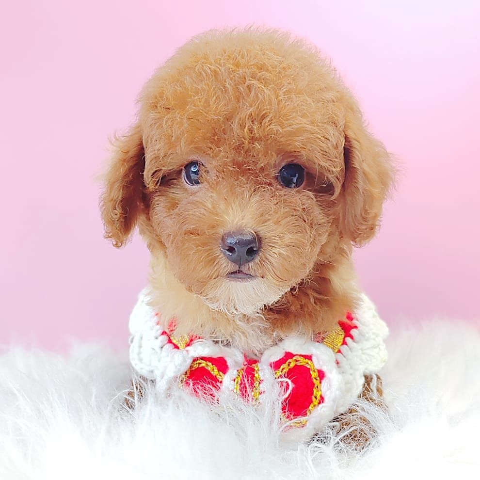 Poodle 娉拌开璐靛