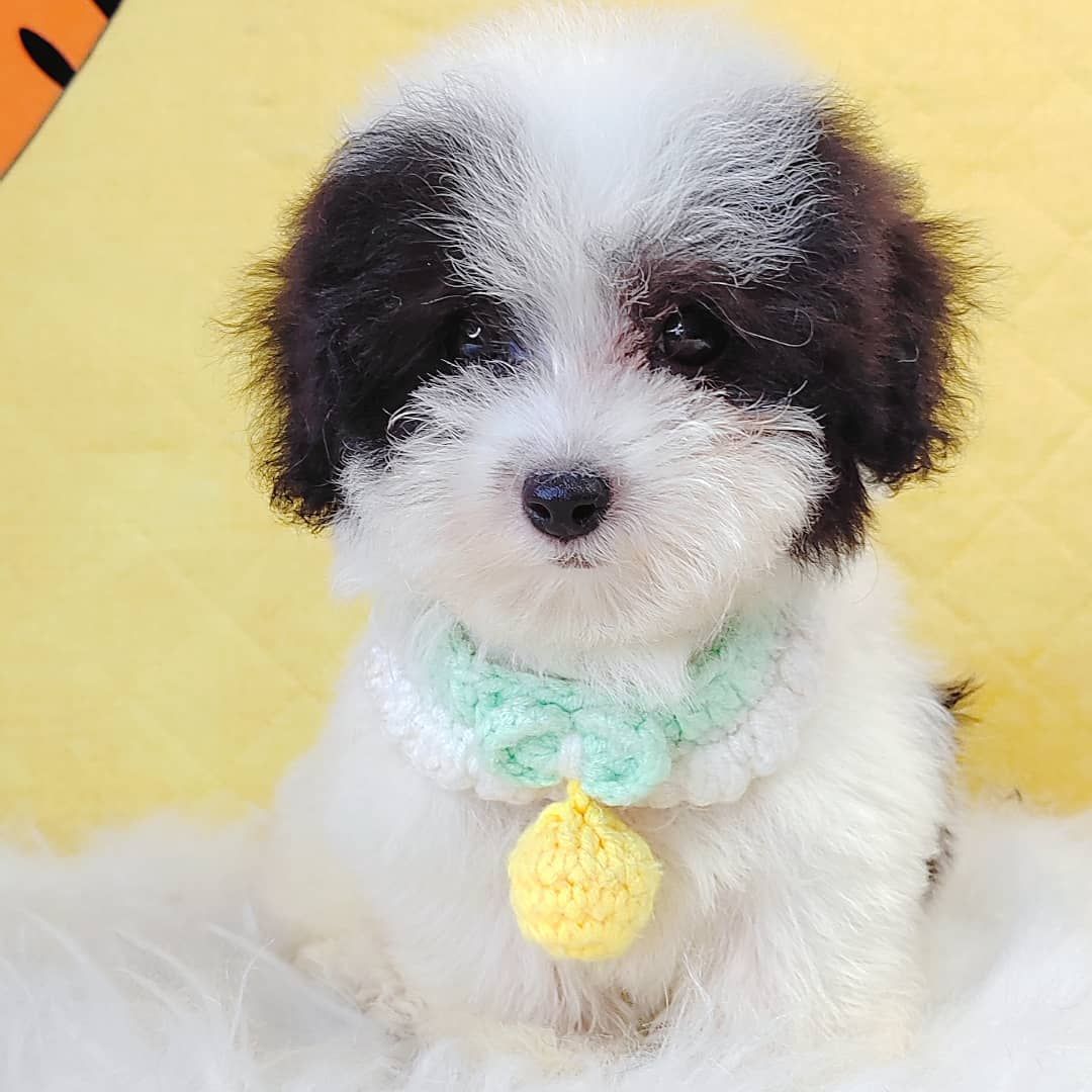 Poodle 娉拌开璐靛