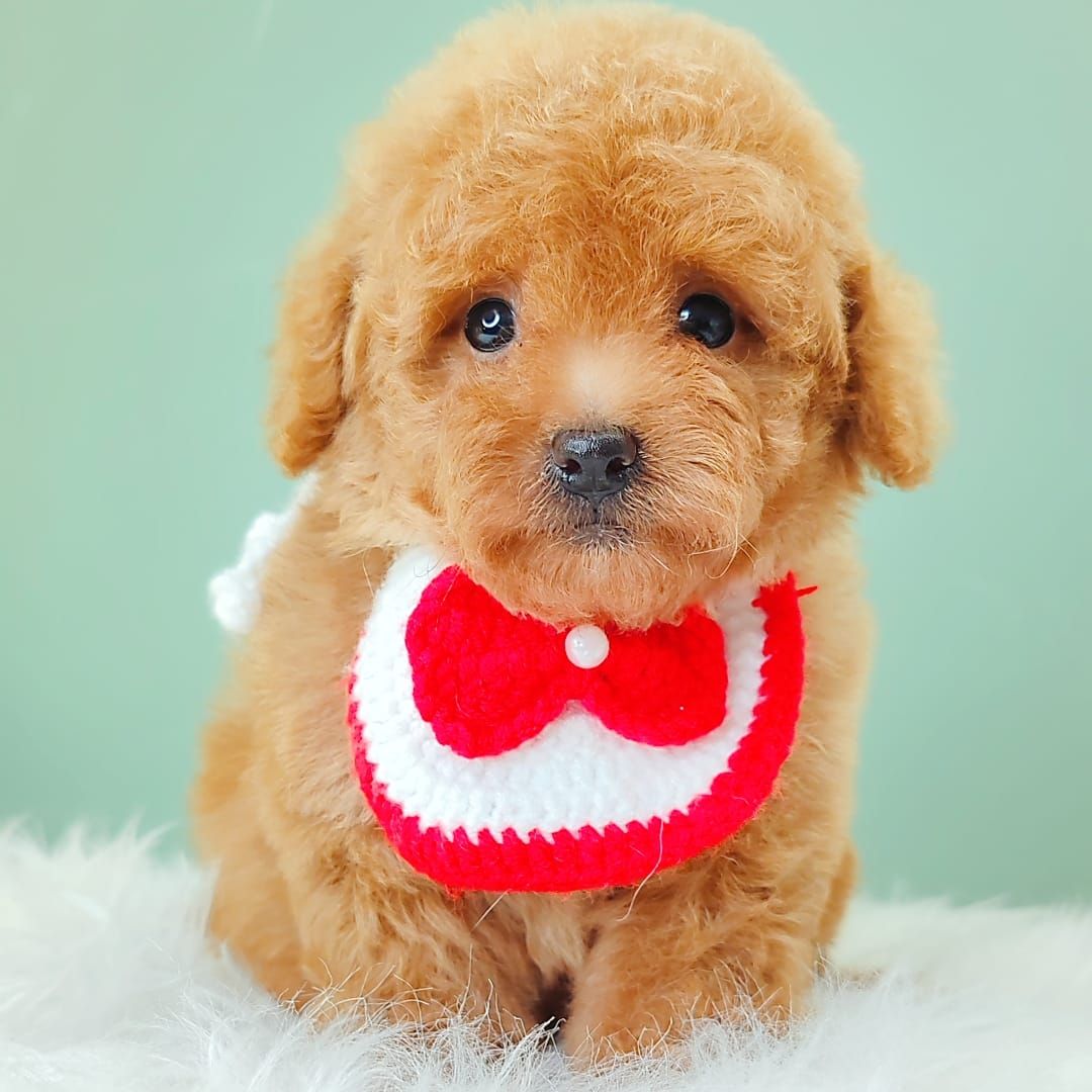 Poodle 娉拌开璐靛