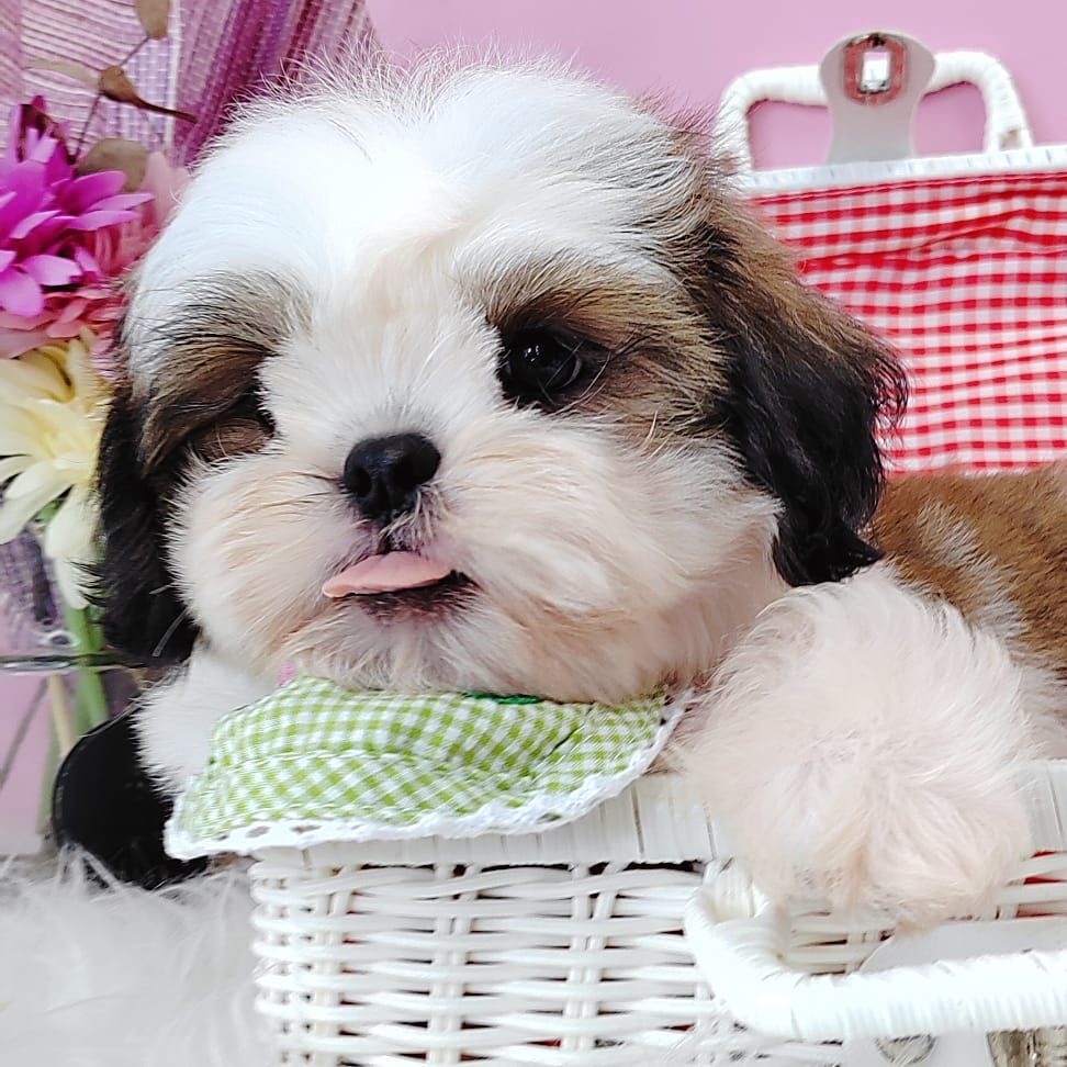 Shih Tzu 西施