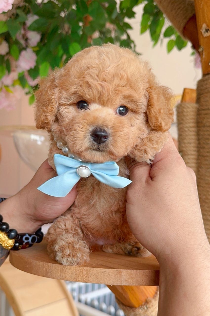Poodle 娉拌开璐靛