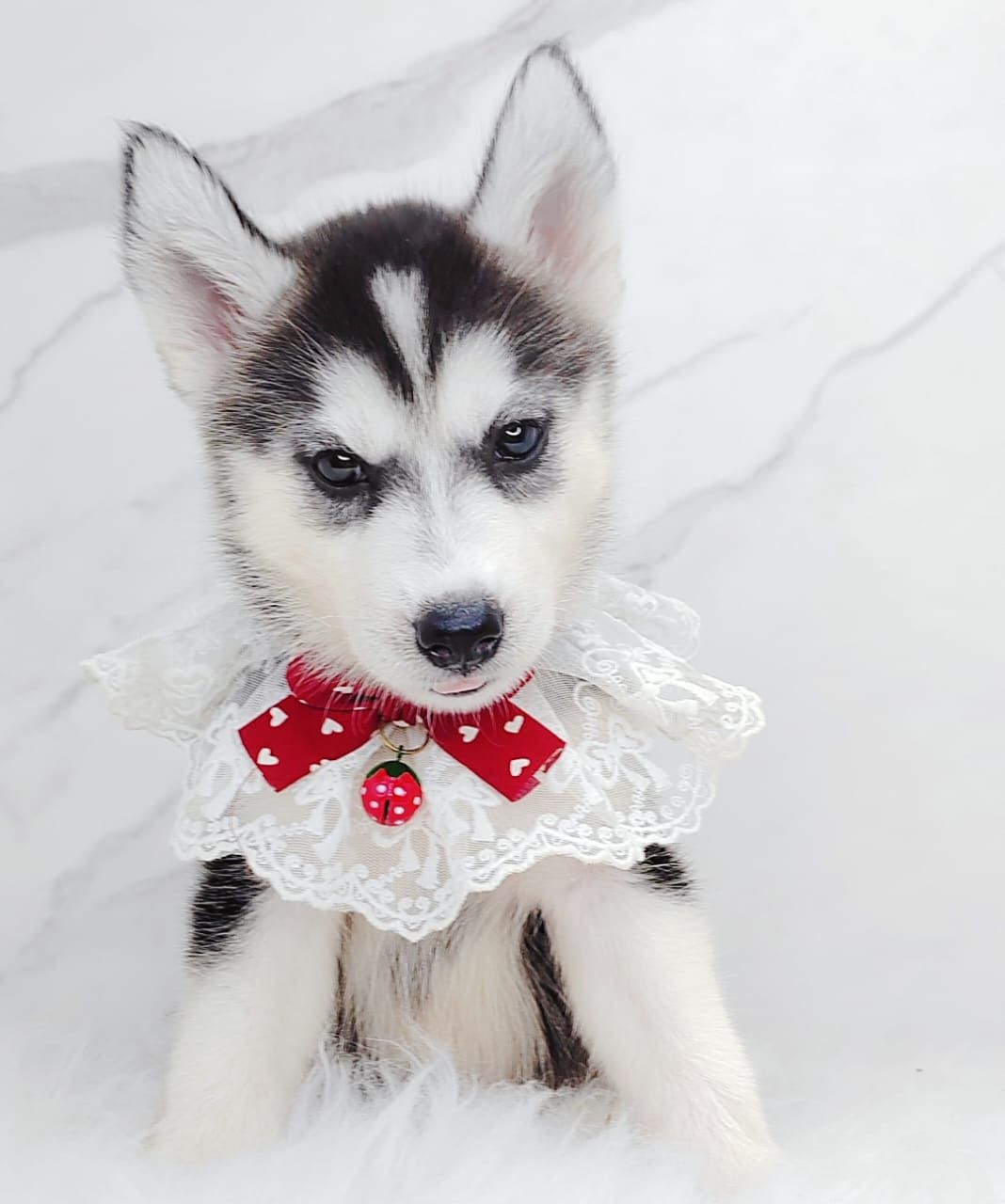 Siberian Husky 西伯利亚哈士奇
