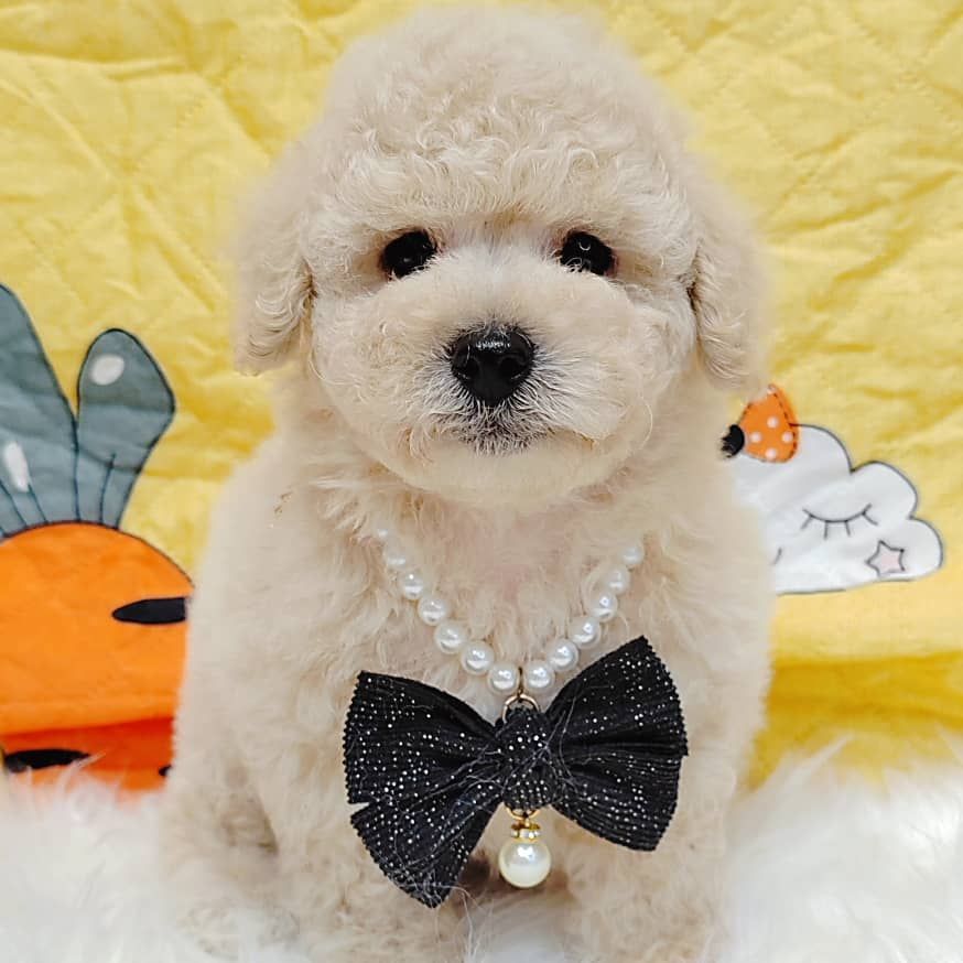 Maltipoo 马尔泰迪