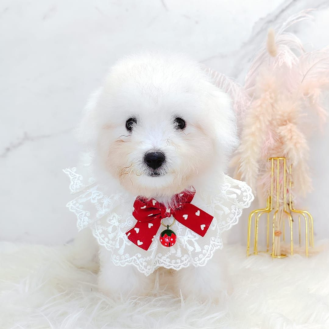 Bichon Frise 比熊