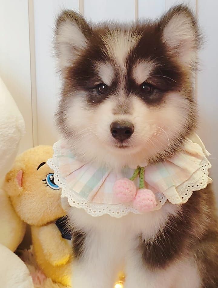 Wooly Husky 哈士奇