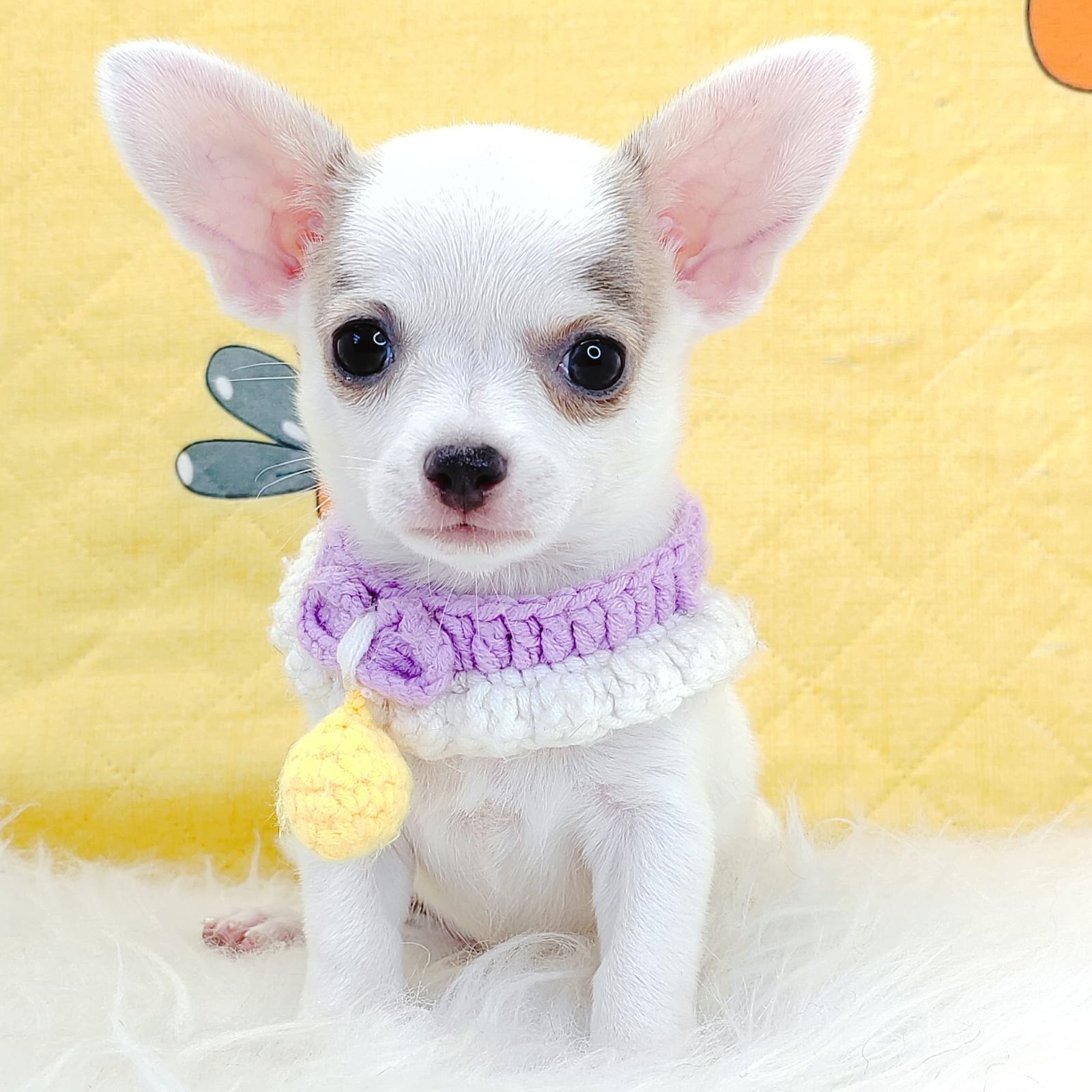 Chihuahua 吉娃娃
