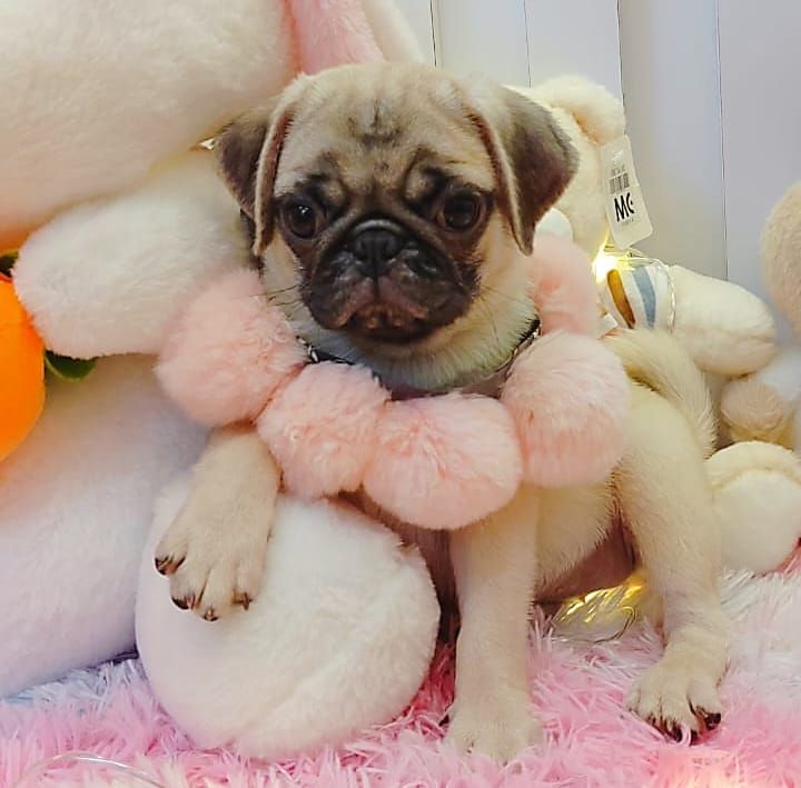 Pug 巴哥