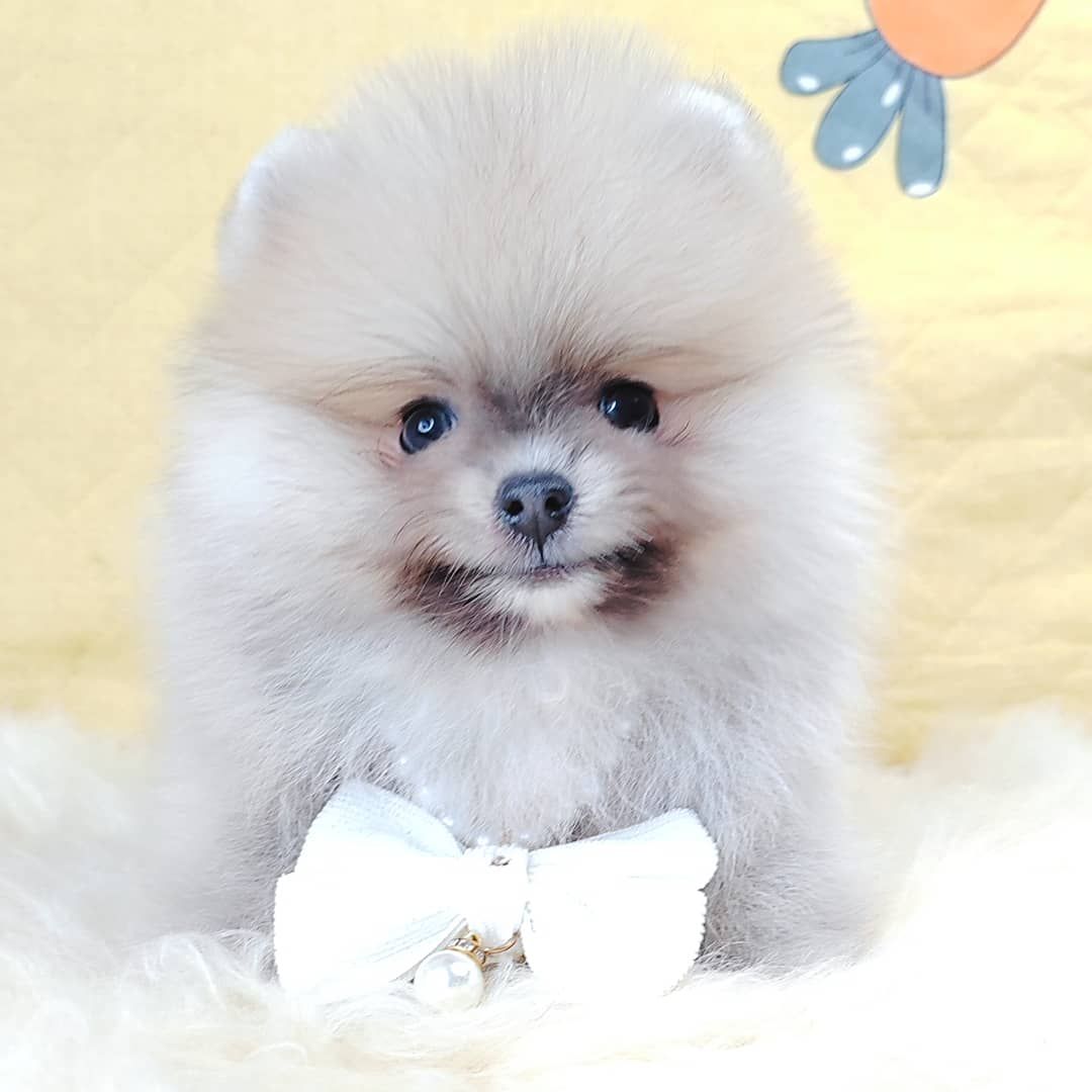 Pomeranian 博美