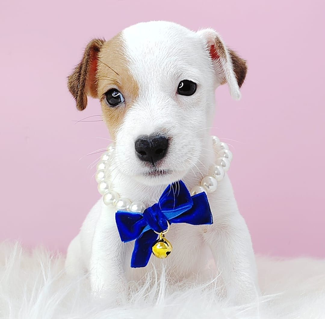 Jack Russell Terrier 杰克罗素梗