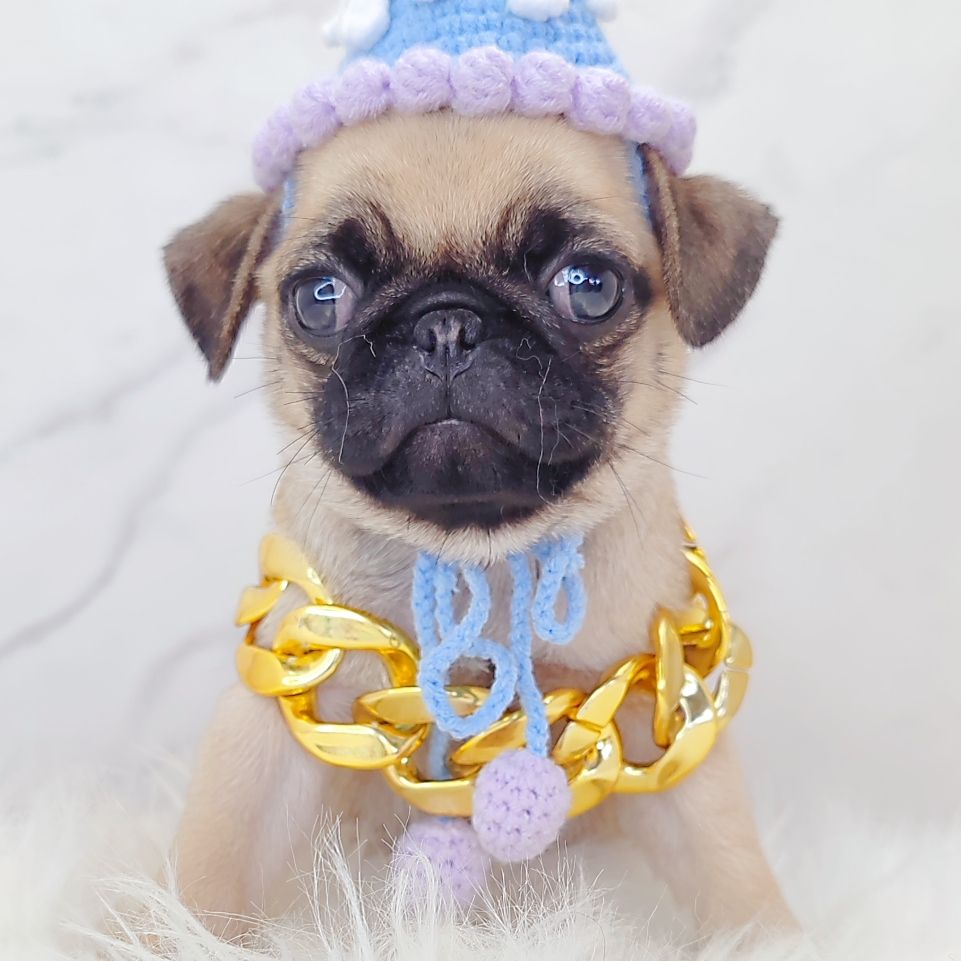 Pug 巴哥
