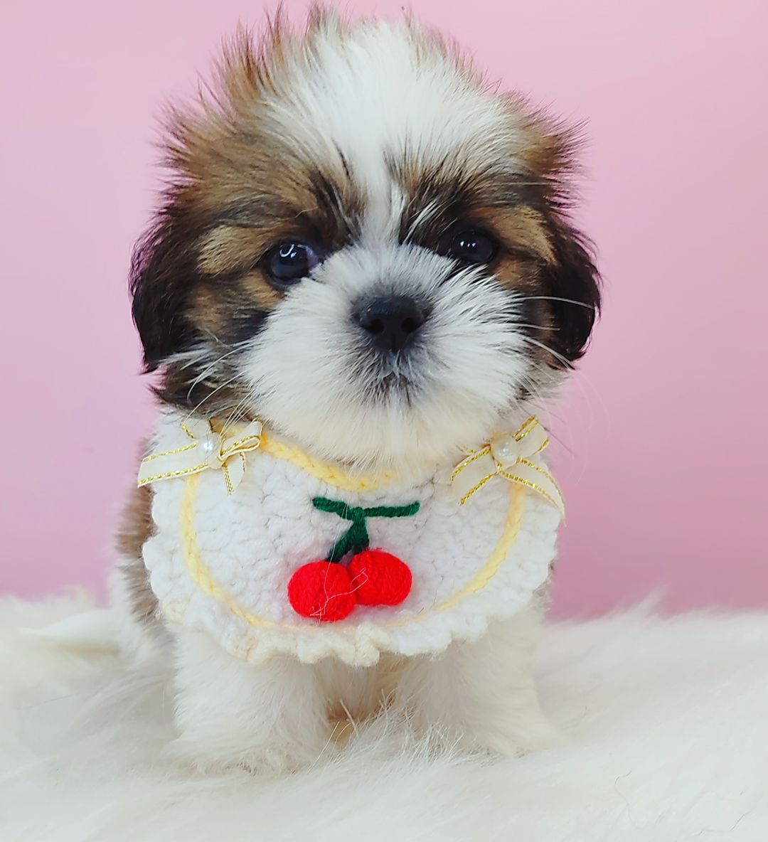 Shih Tzu 西施