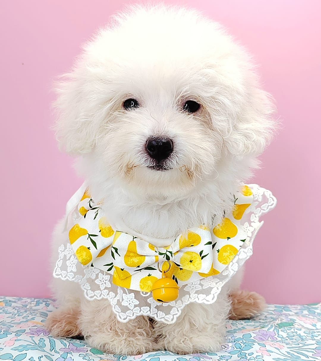 Poodle 娉拌开璐靛