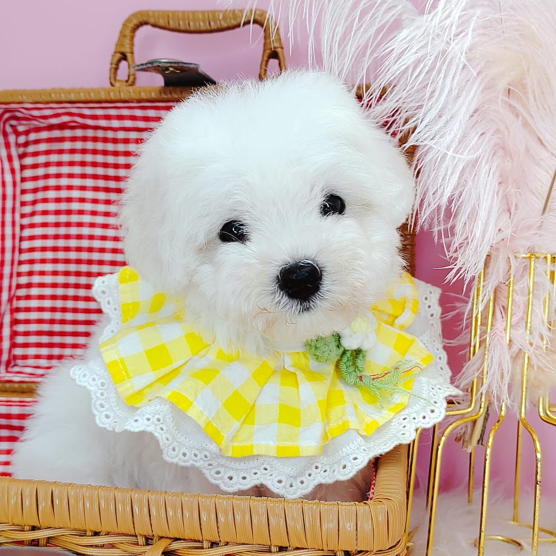 Poodle 娉拌开璐靛