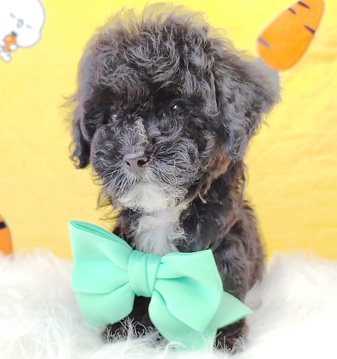 Poodle 娉拌开璐靛