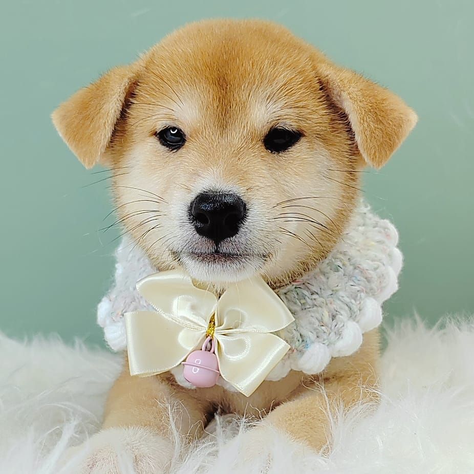 Shiba Inu 柴犬