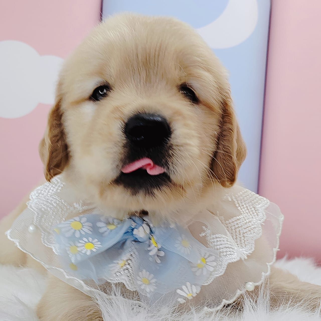 Golden Retriever 黄金猎犬