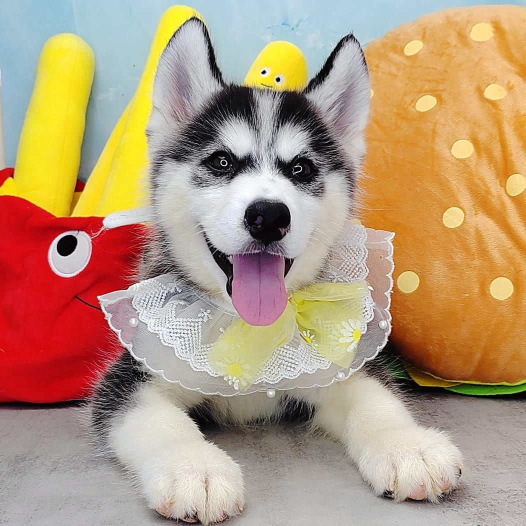 Wooly Husky 哈士奇
