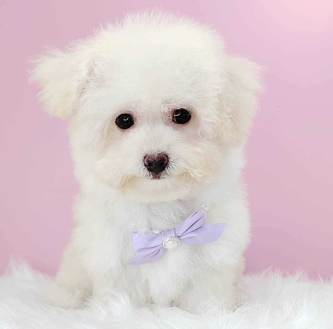 Maltipoo 马尔泰迪
