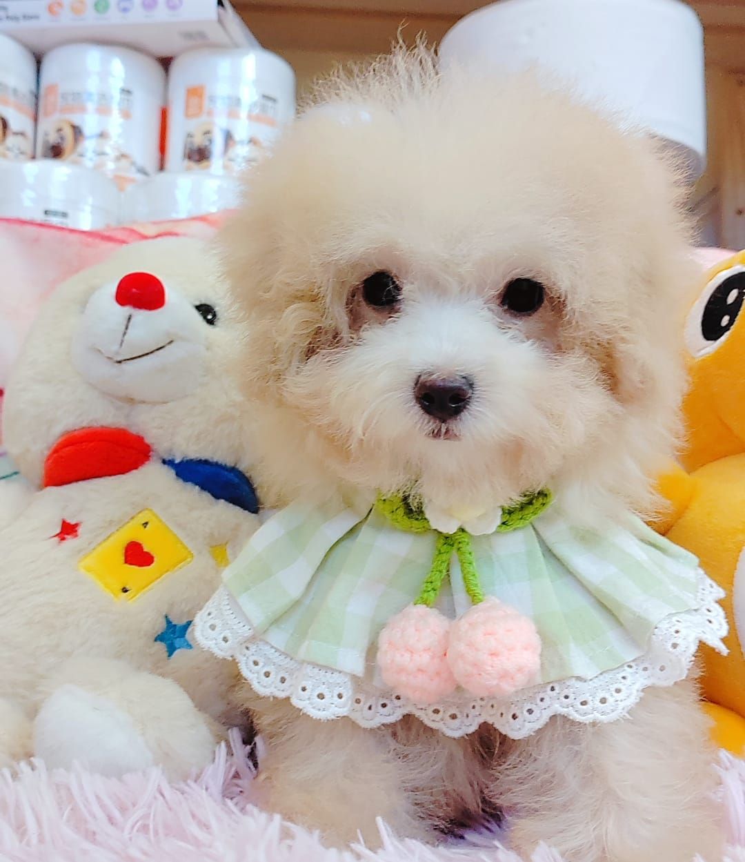 Poodle 娉拌开璐靛