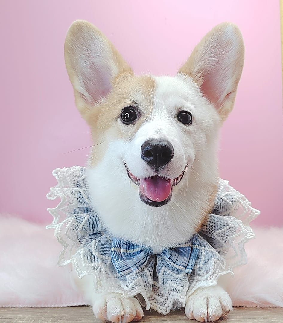 Welsh Corgi 柯基