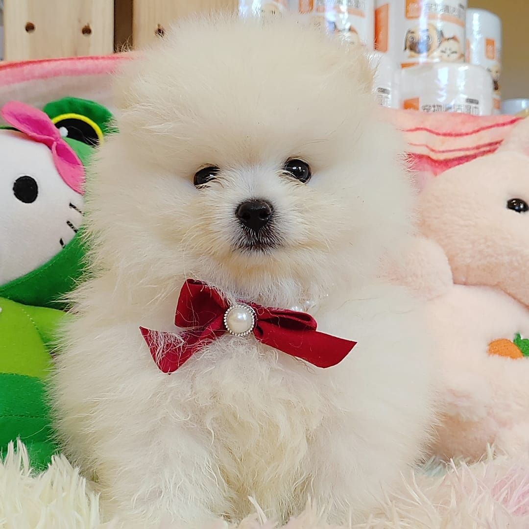 Pomeranian 博美