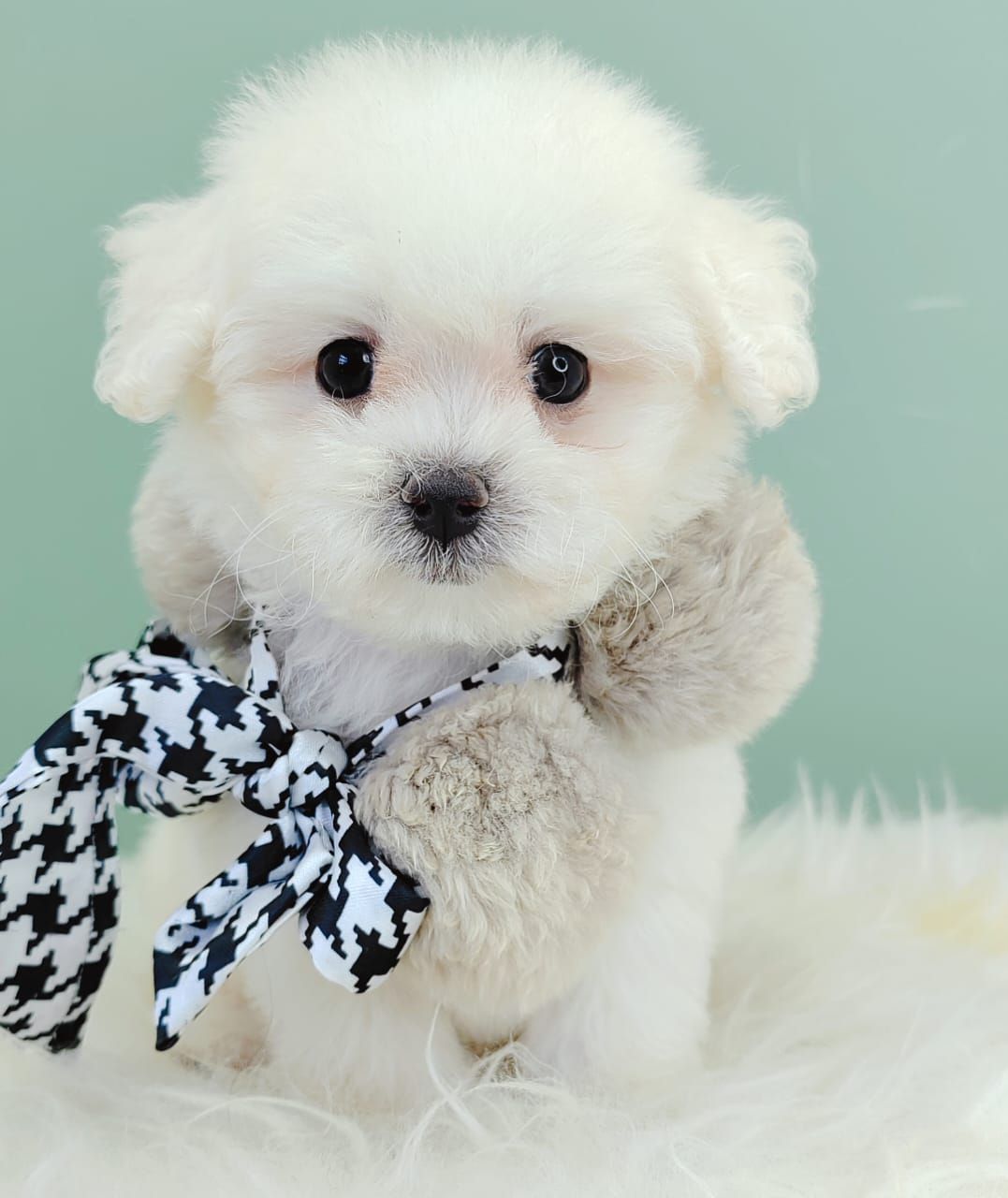 Maltipoo 马尔泰迪