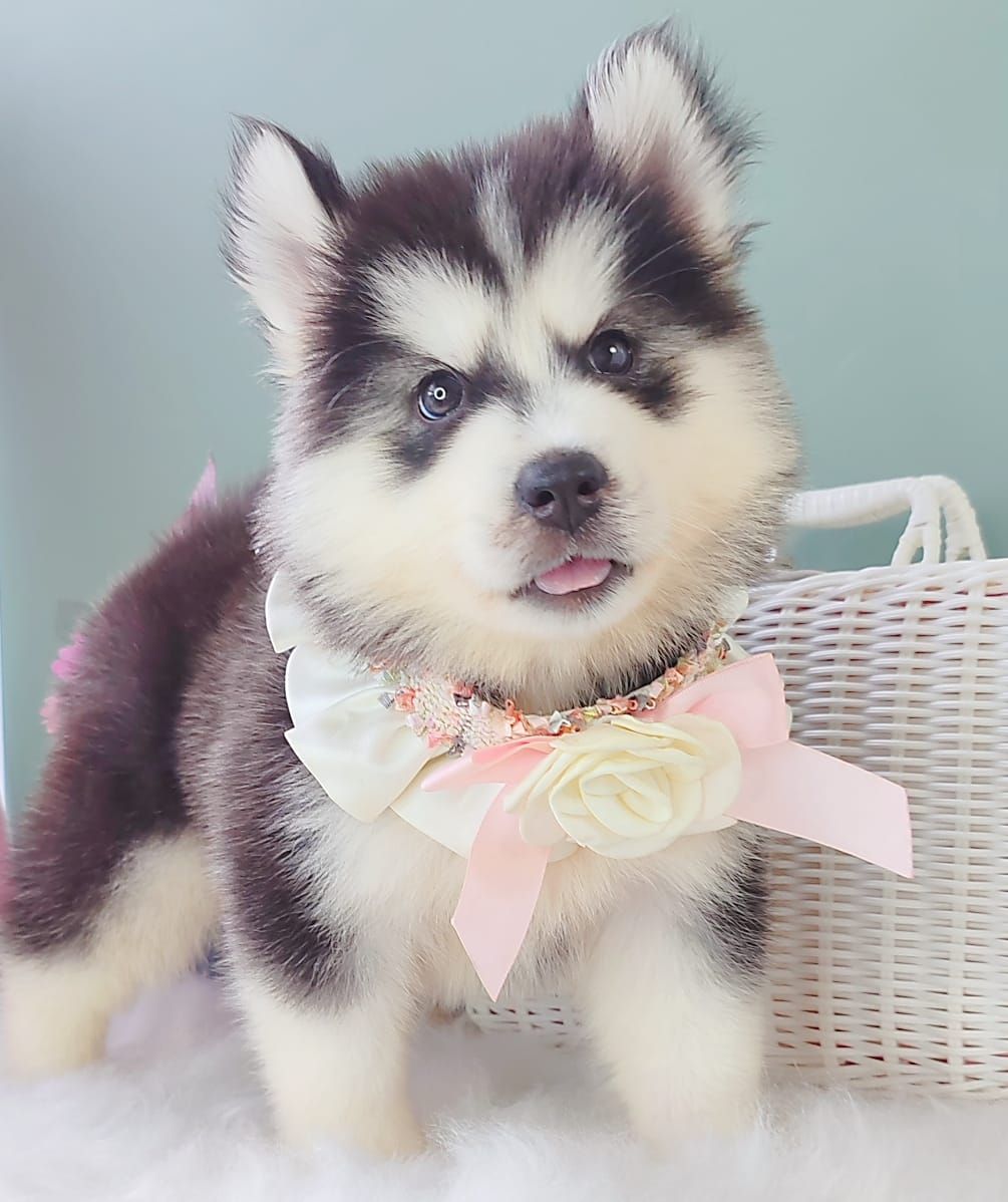 Pomsky 博士奇