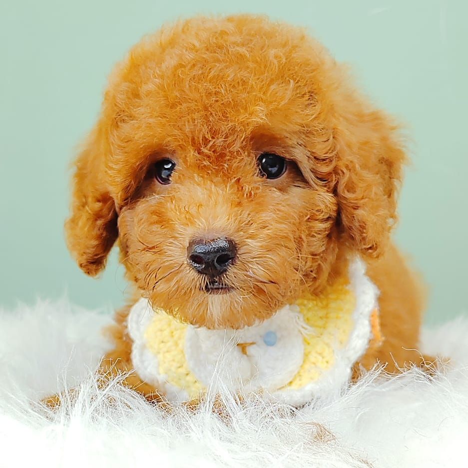 Poodle 娉拌开璐靛