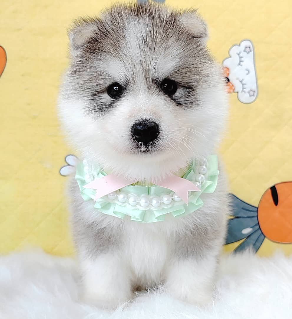 Wooly Husky 哈士奇