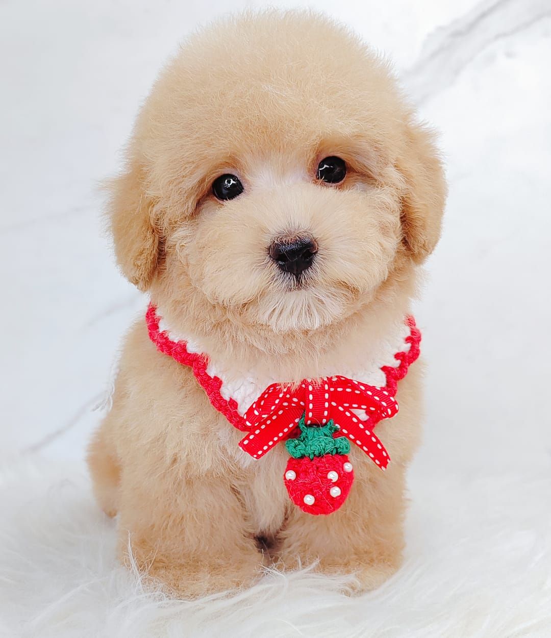 Poodle 娉拌开璐靛