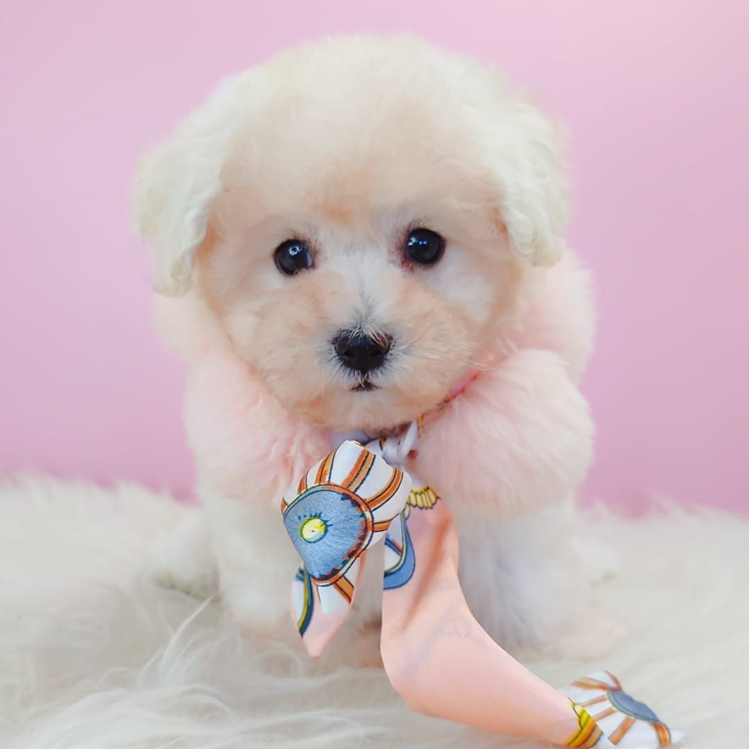 Bichon 比熊