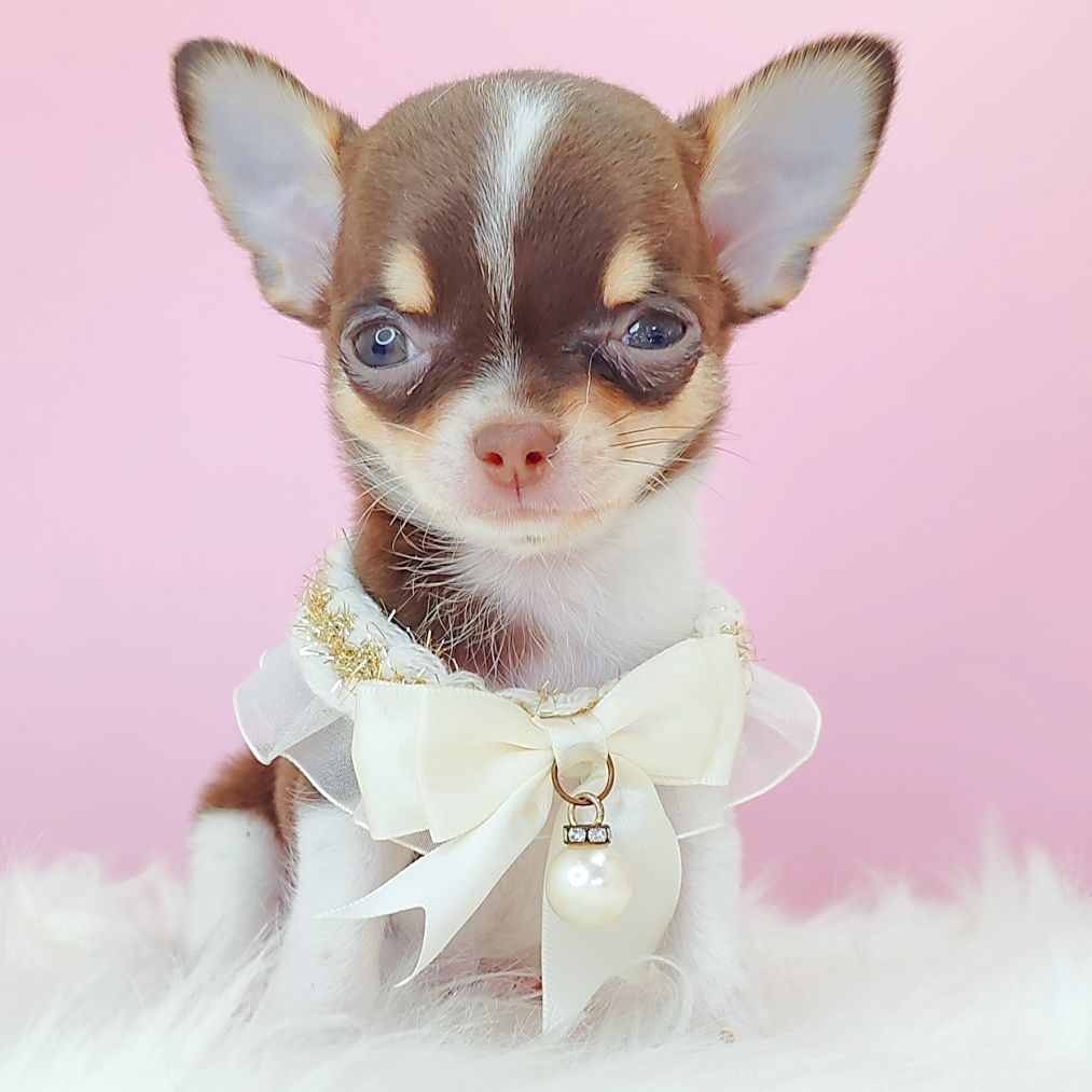 Chihuahua 吉娃娃