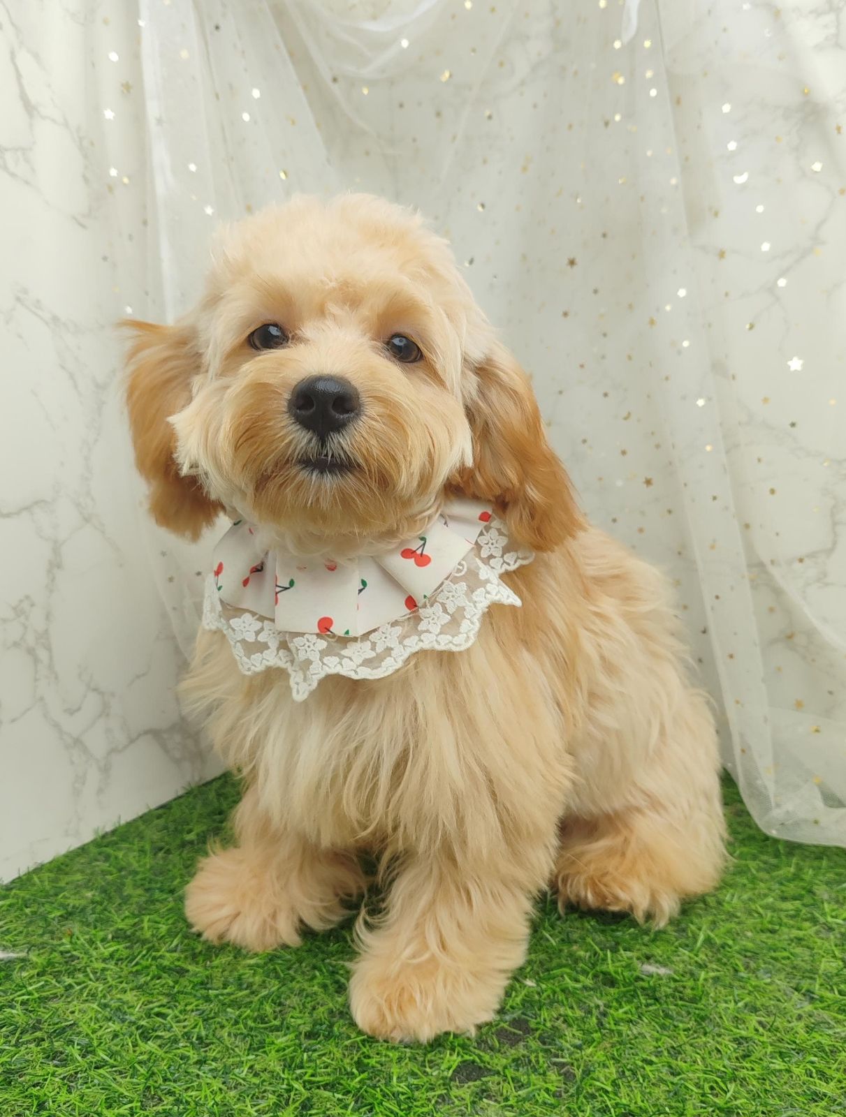 Poodle 娉拌开璐靛