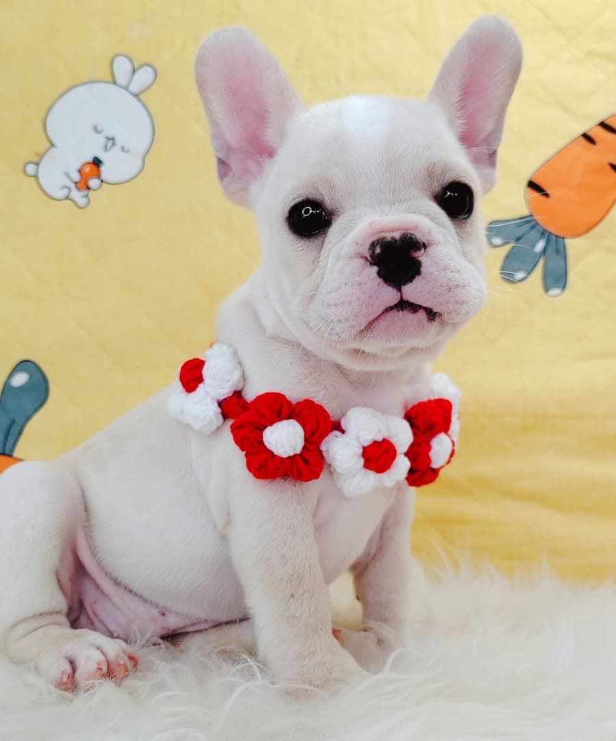 French Bulldog 法斗