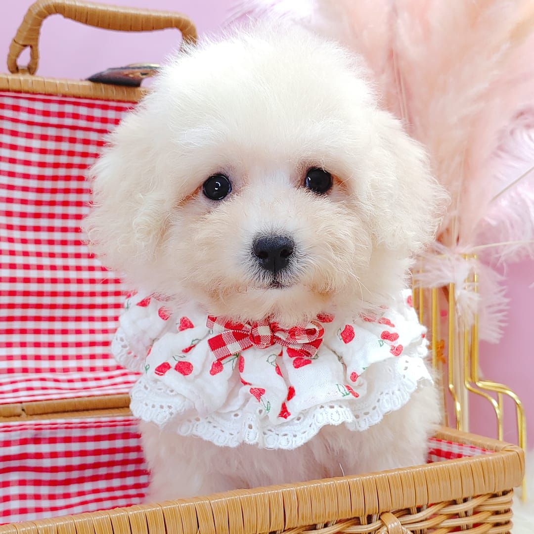 Maltipoo 马尔泰迪