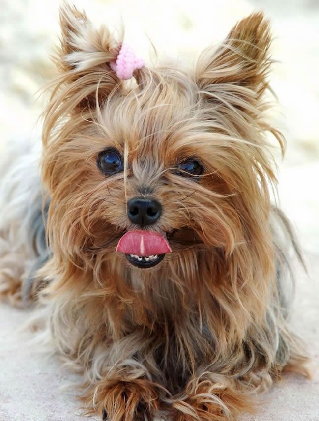 Yorkshire Terrier 约克夏