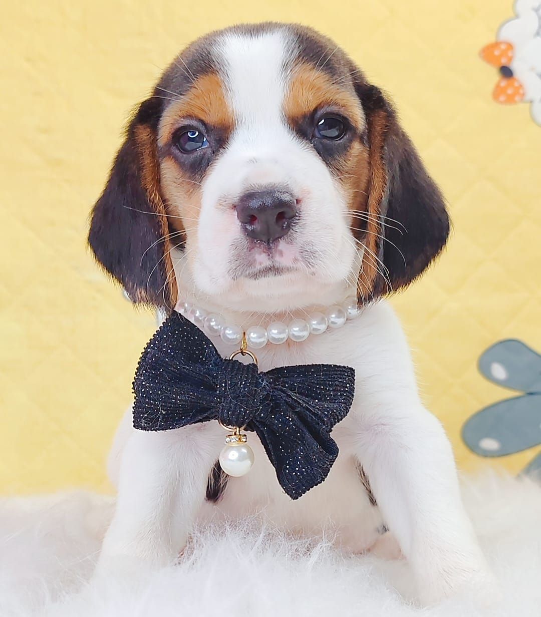 Beagle 米格鲁