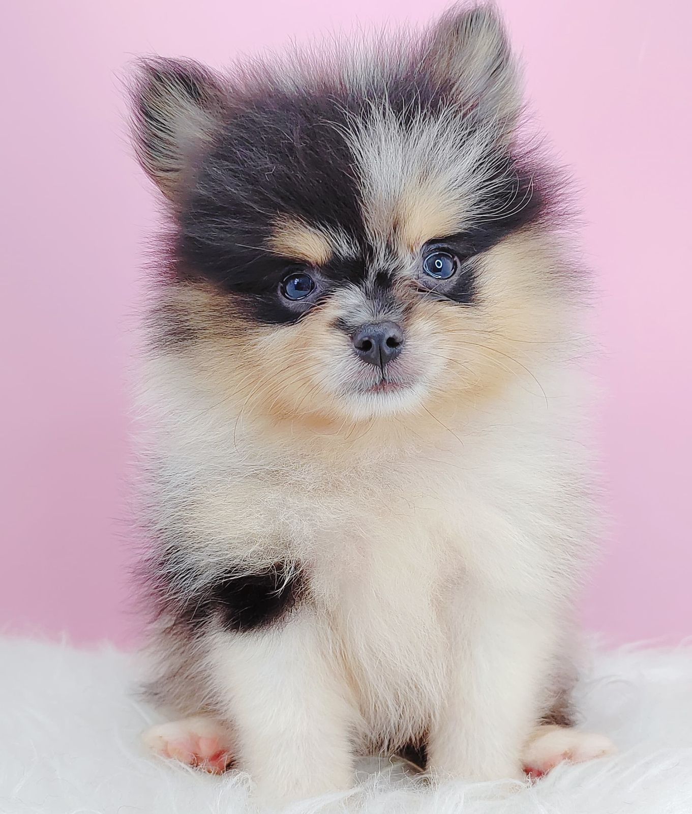 Pomeranian 博美