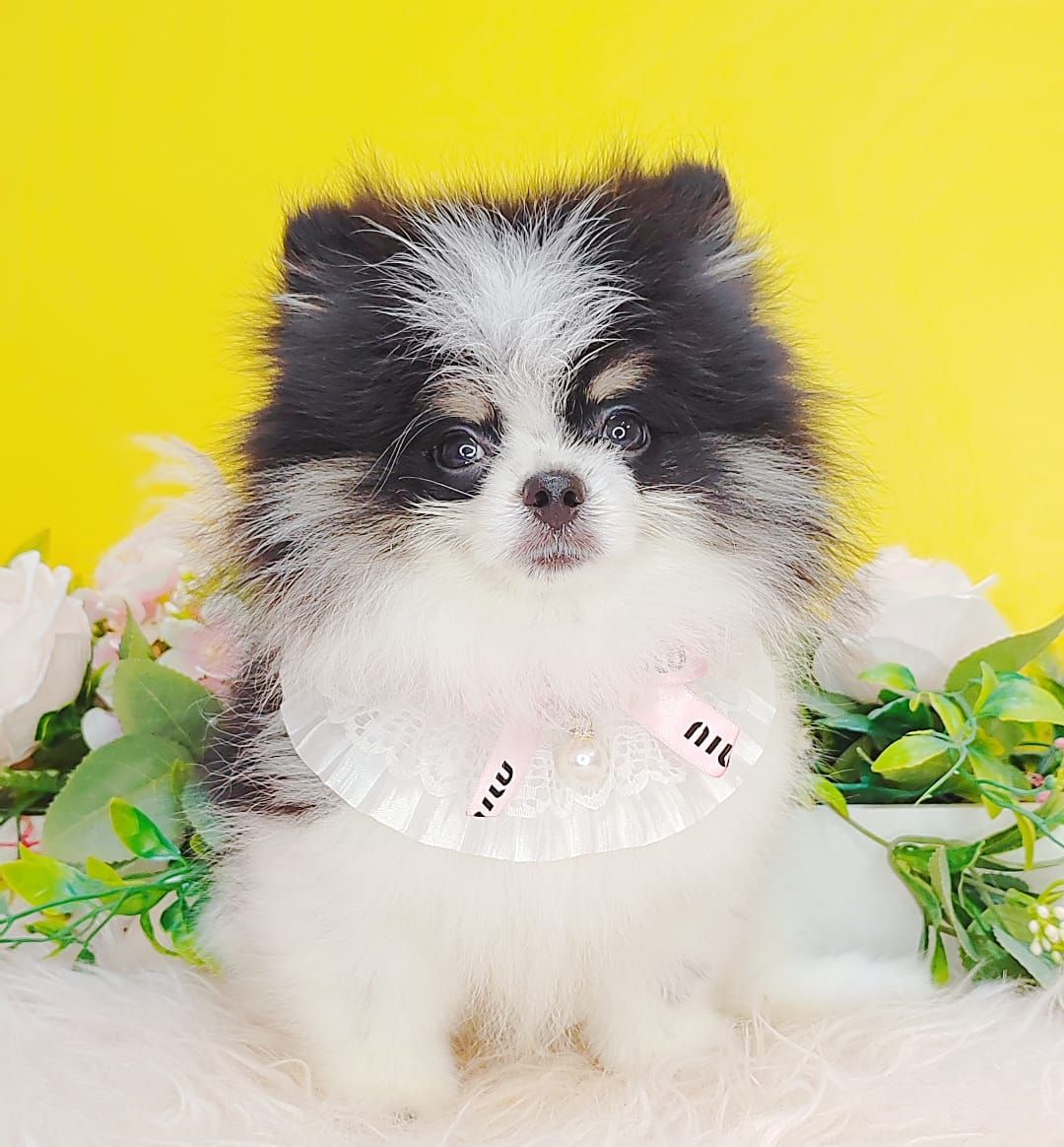 Pomeranian 博美