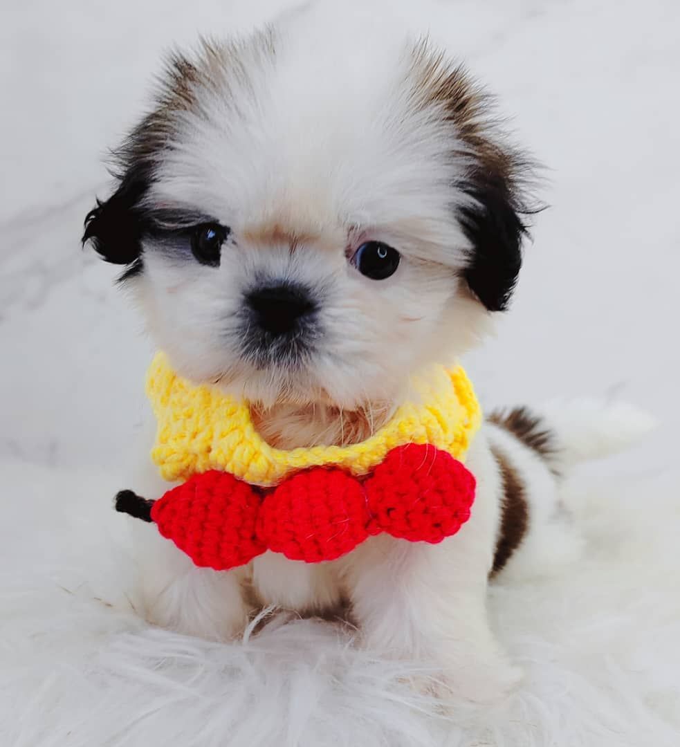 Shih Tzu 西施